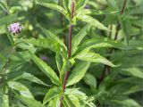 Eupatorium cannabinum