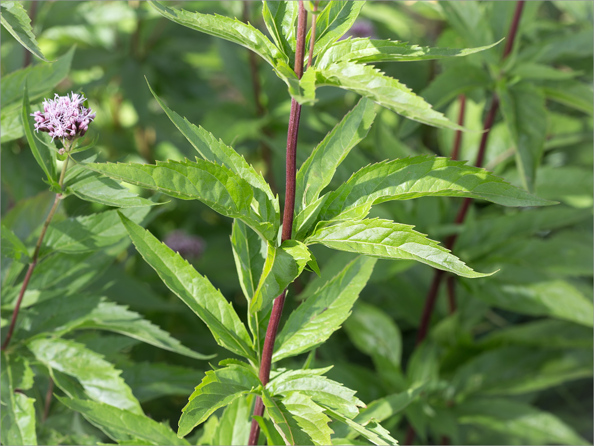 Изображение особи Eupatorium cannabinum.