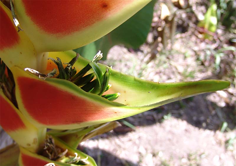 Image of Heliconia stricta specimen.