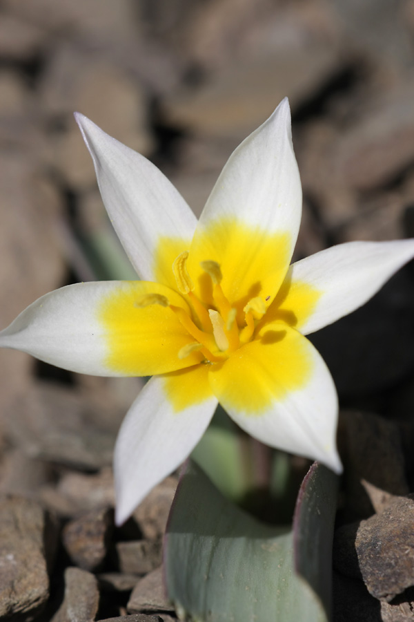 Image of Tulipa orthopoda specimen.