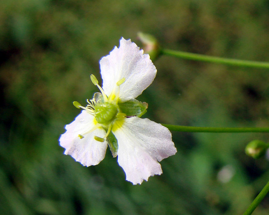 Изображение особи Alisma plantago-aquatica.