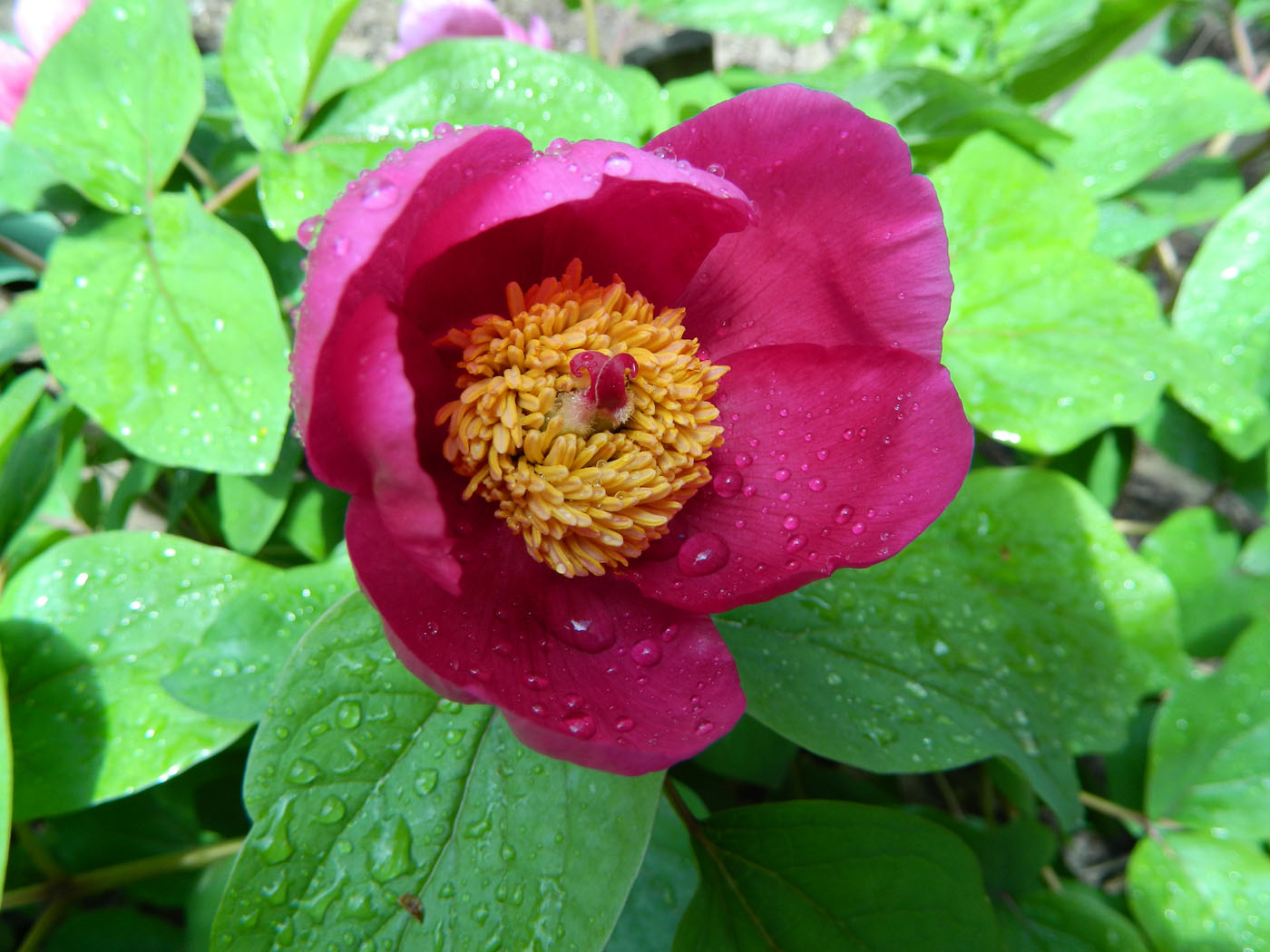 Изображение особи Paeonia caucasica.