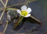 Ranunculus rionii