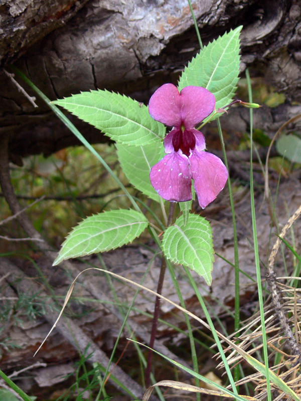 Изображение особи Impatiens glandulifera.