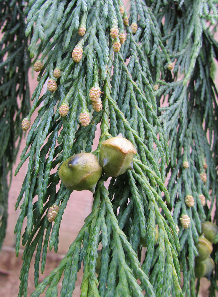 Image of Chamaecyparis nootkatensis specimen.