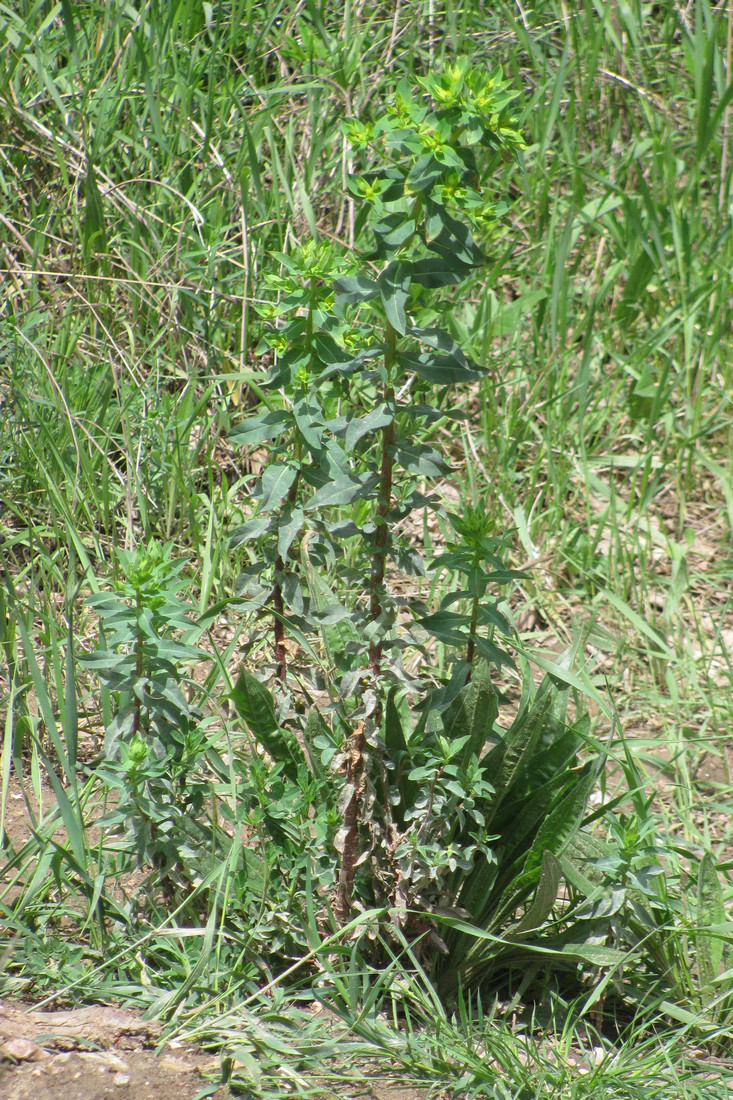 Изображение особи Euphorbia iberica.