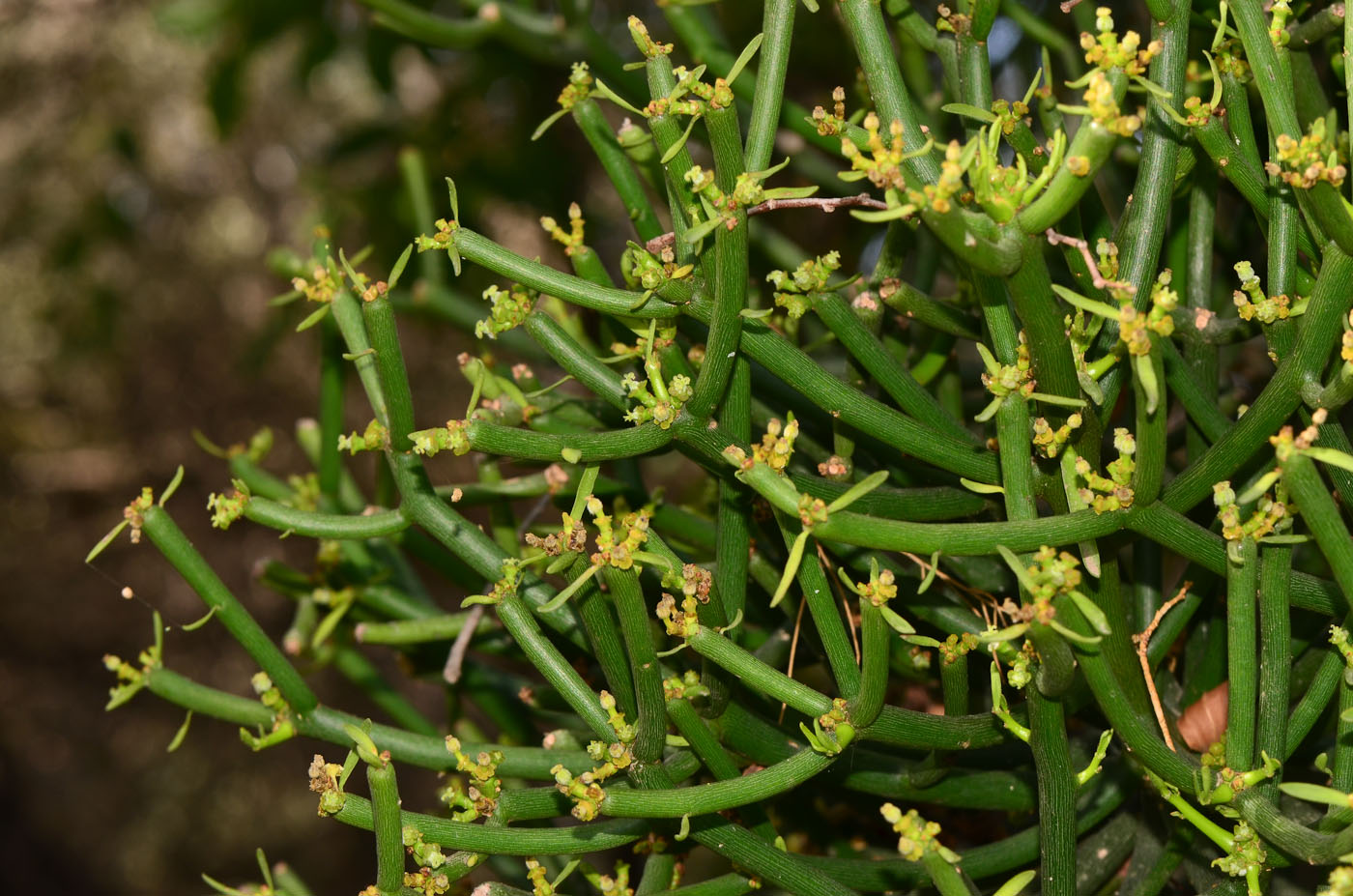 Изображение особи Euphorbia tirucalli.