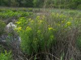 Euphorbia palustris