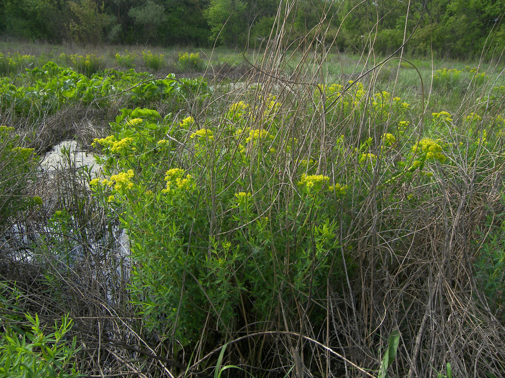 Image of Euphorbia palustris specimen.