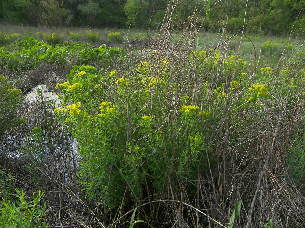 Изображение особи Euphorbia palustris.