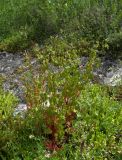 Geranium lucidum