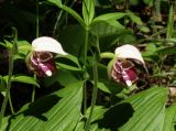 Cypripedium guttatum. Цветки. Приморье, окр. г. Находка, лес. 28.05.2016.