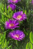 Carpobrotus acinaciformis. Цветки и листья. Греция, о. Крит, Ретимно (Ρέθυμνο), подножие крепости Фортецца. 29.04.2014.