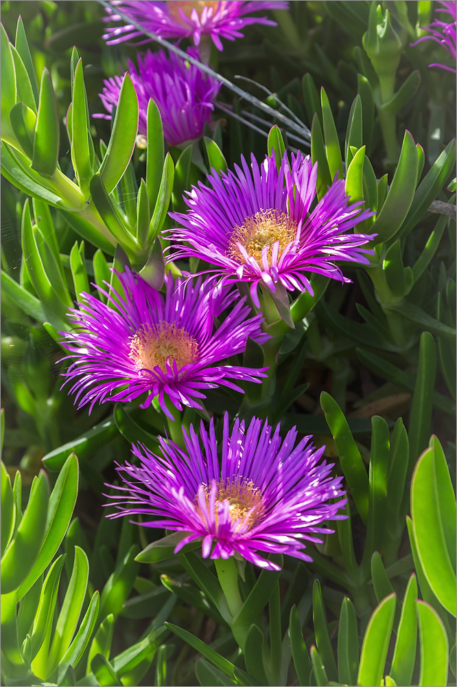Image of Carpobrotus acinaciformis specimen.