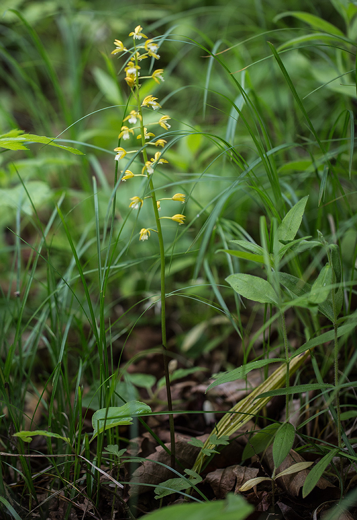 Image of Oreorchis patens specimen.