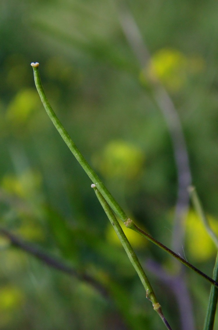 Изображение особи Sisymbrium loeselii.