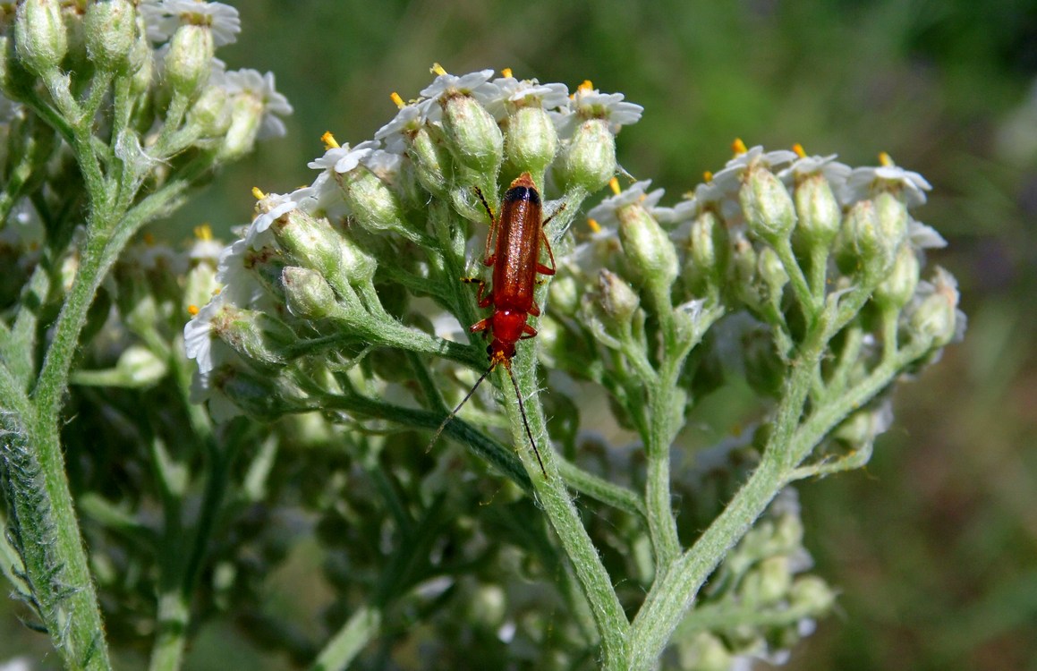 Image of Achillea millefolium specimen.