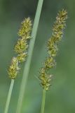 Carex vulpina