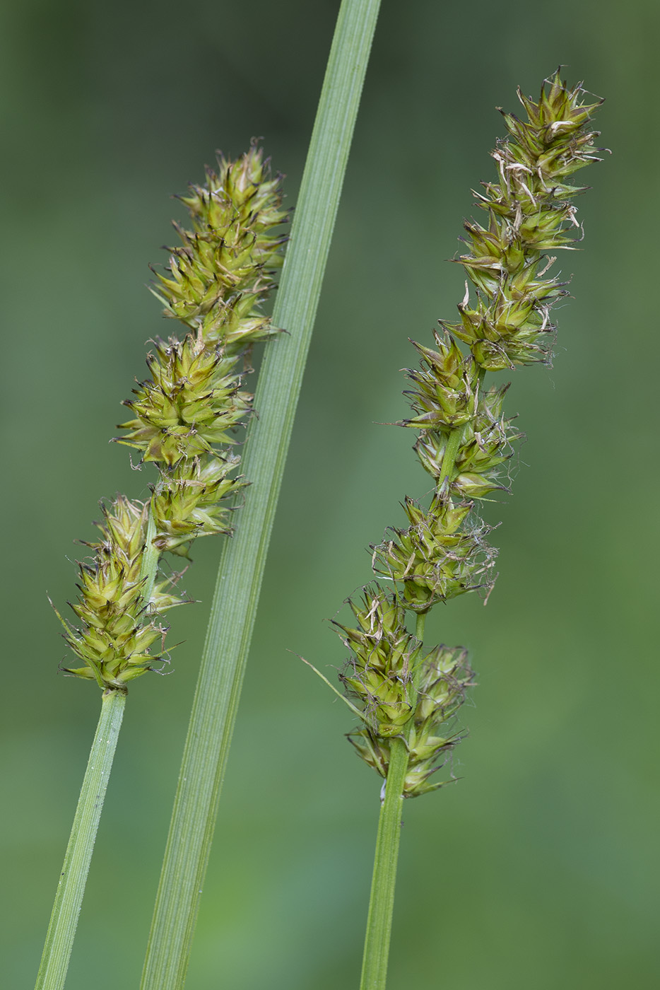 Image of Carex vulpina specimen.