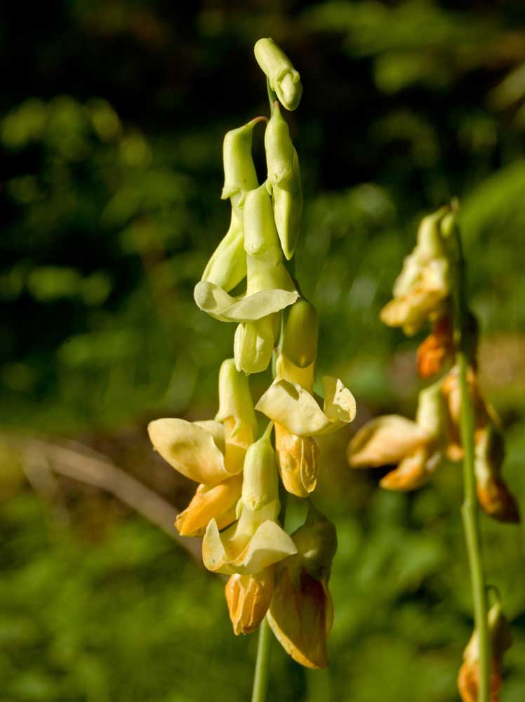 Изображение особи Lathyrus gmelinii.