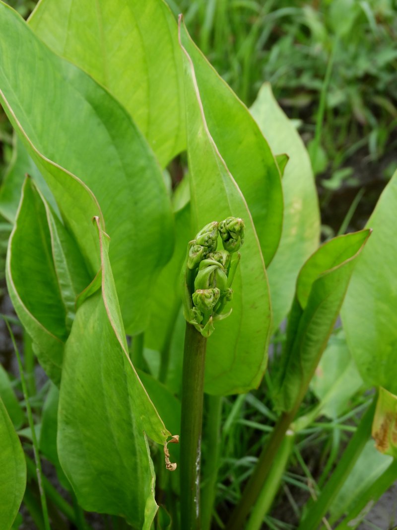 Image of Alisma plantago-aquatica specimen.