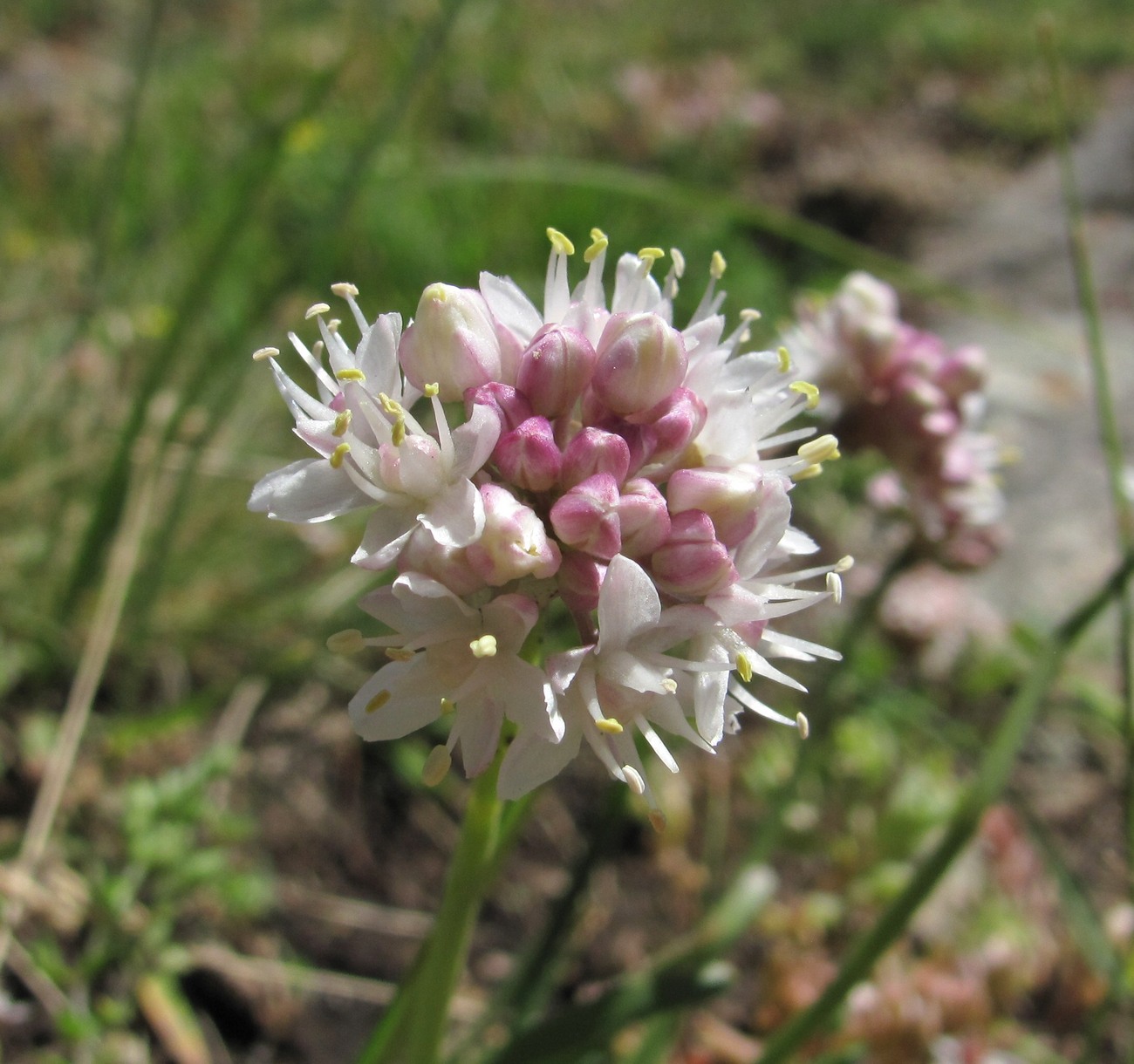 Изображение особи Allium denudatum.