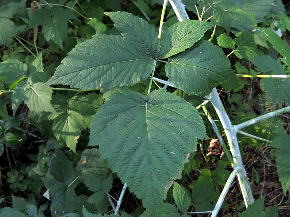 Image of Rubus occidentalis specimen.