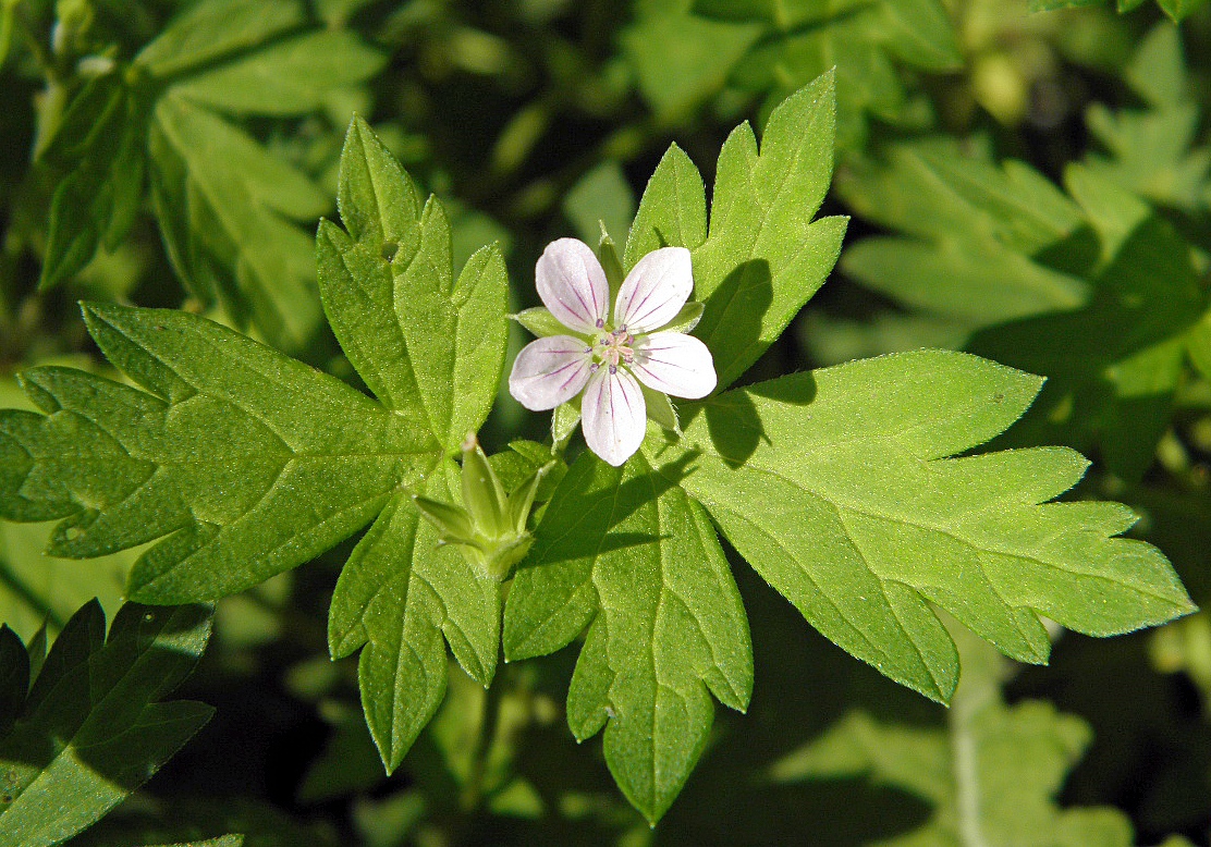 Image of Geranium sibiricum specimen.