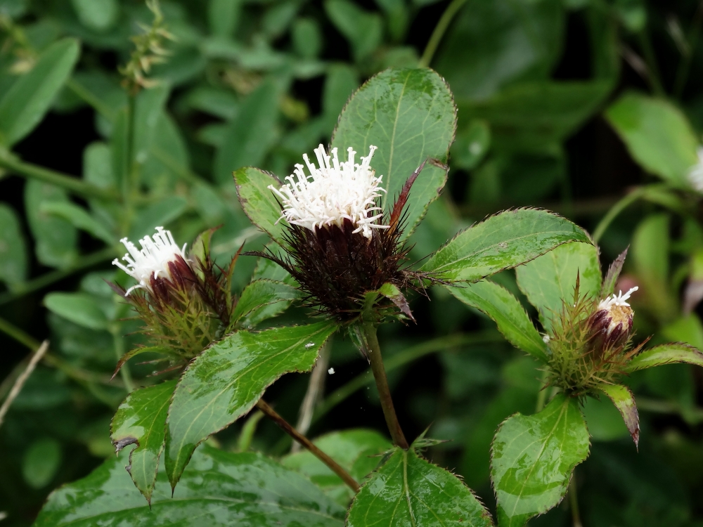 Изображение особи Atractylodes ovata.