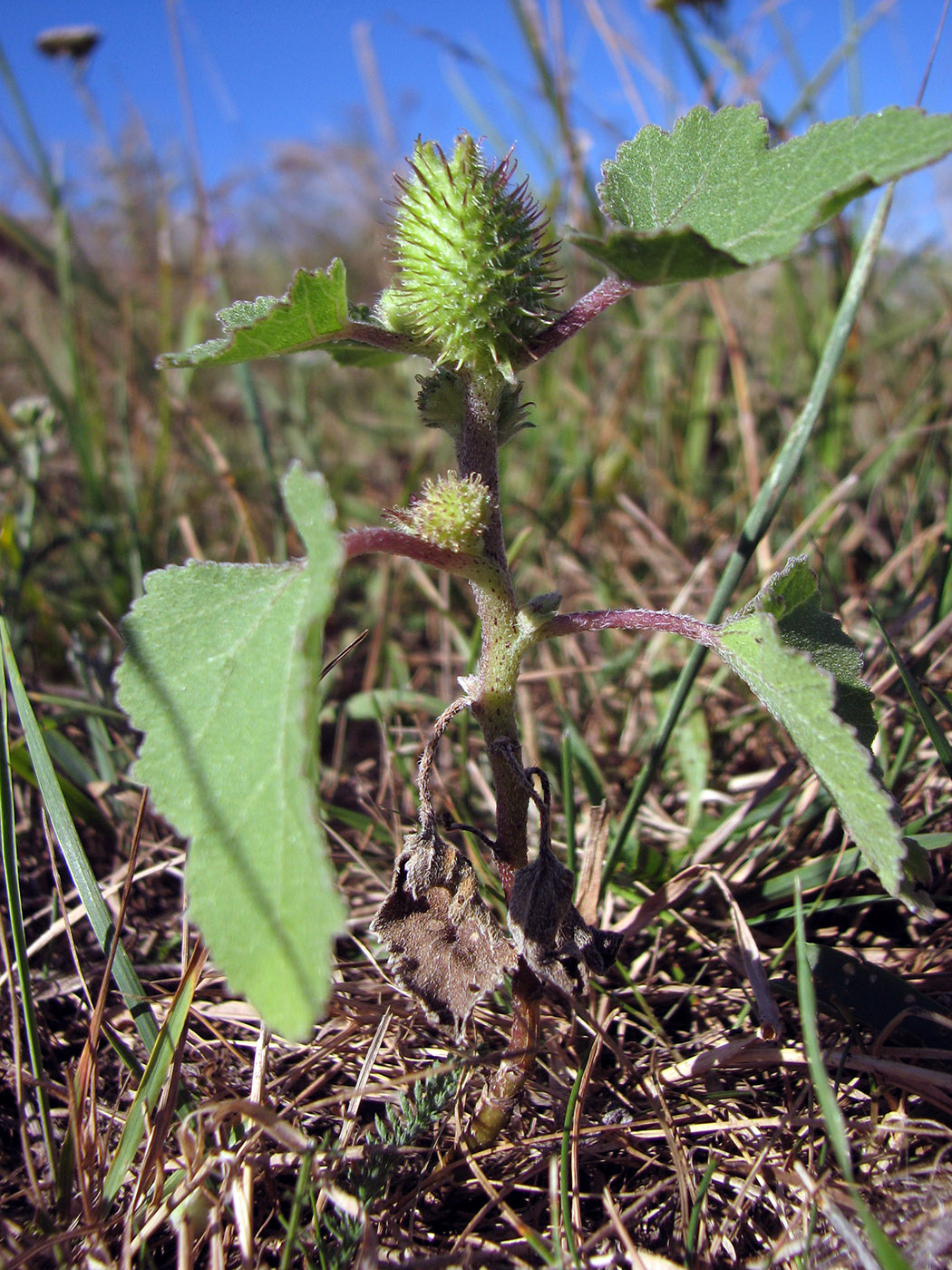 Image of Xanthium orientale specimen.