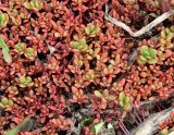 Portulaca oleracea