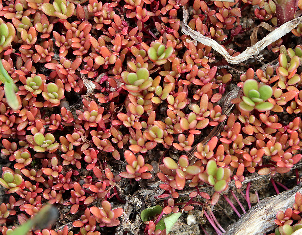 Изображение особи Portulaca oleracea.