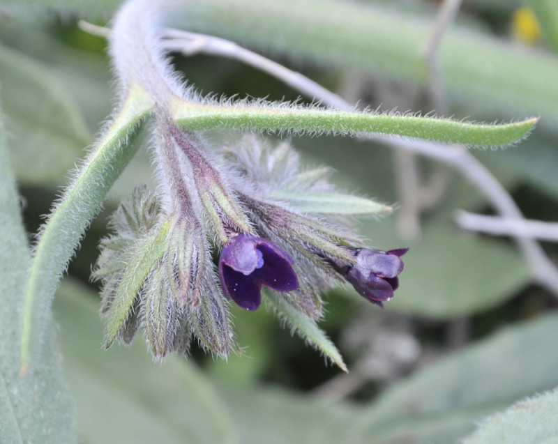Изображение особи Anchusa officinalis.