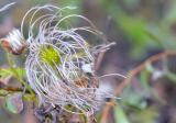 Clematis glauca. Плод. Казахстан, Алматинская обл., Кербулакский р-н, левый берег р. Коксу в р-не пос. Буденновское, полоса кустарников между остепненным лугом и галечным пляжем, 1100 м н.у.м. 25.08.2016.