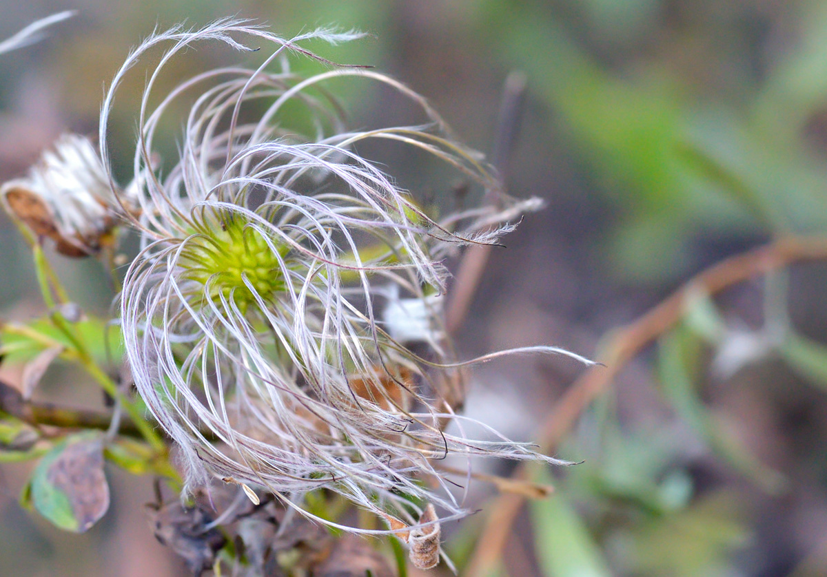 Image of Clematis glauca specimen.