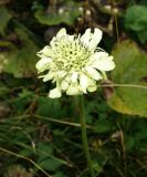 Cephalaria gigantea. Соцветие. Краснодарский край, Адлерский р-н, окр. пос. Красная Поляна, гора Аибга, пик Чёрная Пирамида, альпийский луг, выс. ≈ 2000 м н.у.м. 19.09.2016.