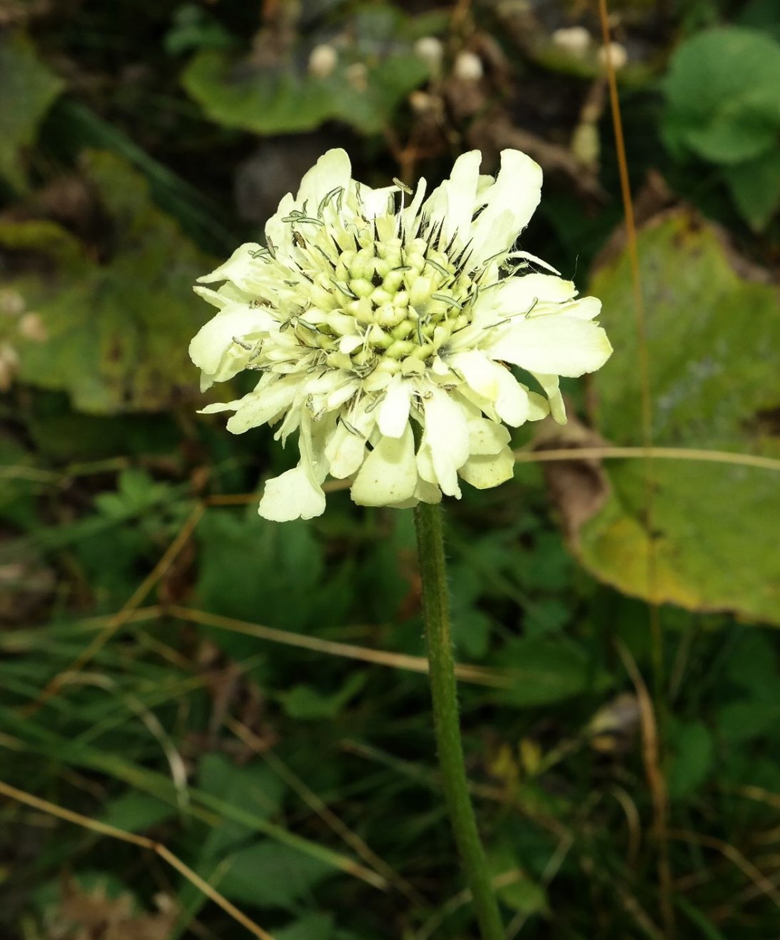Image of Cephalaria gigantea specimen.