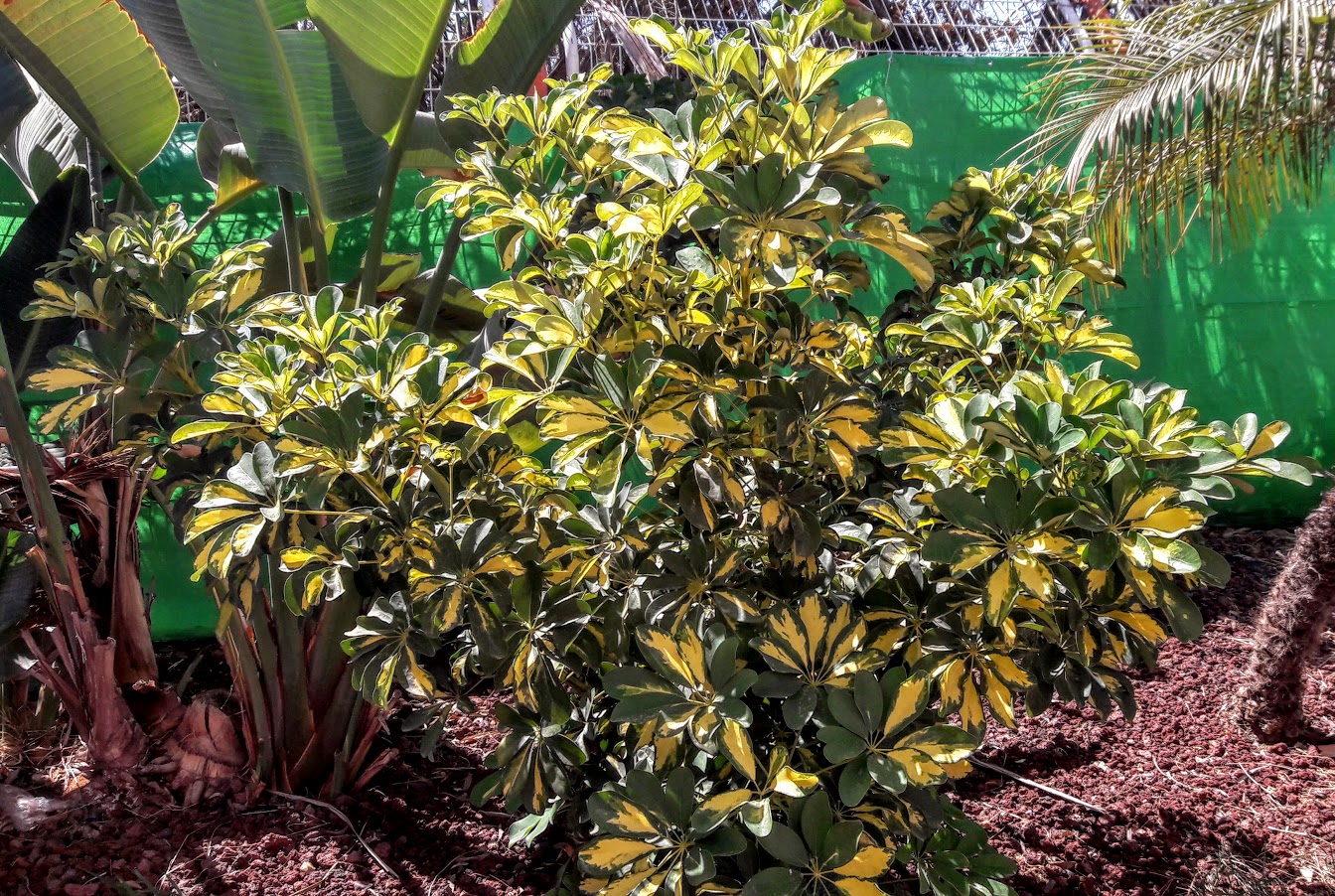 Image of Heptapleurum arboricola specimen.