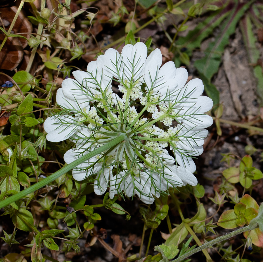 Изображение особи Artedia squamata.