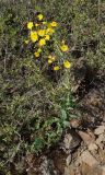 Hieracium robustum