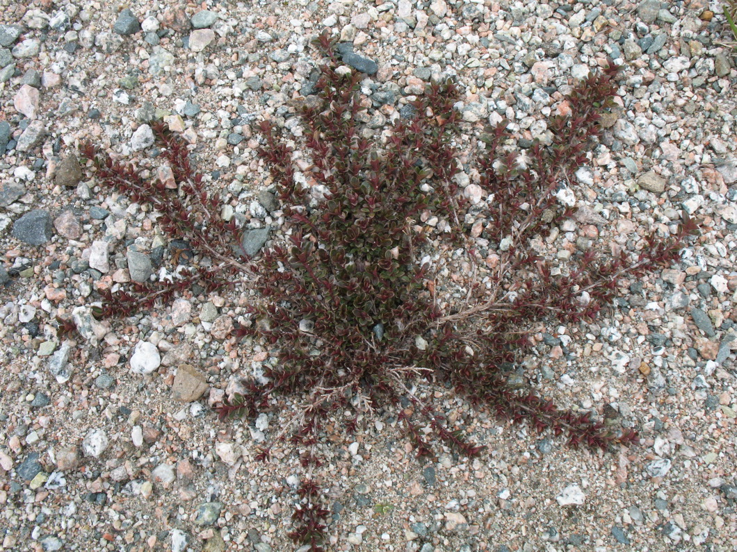 Изображение особи Thymus seravschanicus.