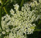 Daucus sativus. Раскрывающееся пазушное соцветие. Восточный Казахстан, Уланский р-н, с. Украинка, дачный участок. 08.07.2016.