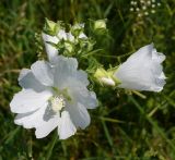 Image of taxon representative. Author is Тамара Риб