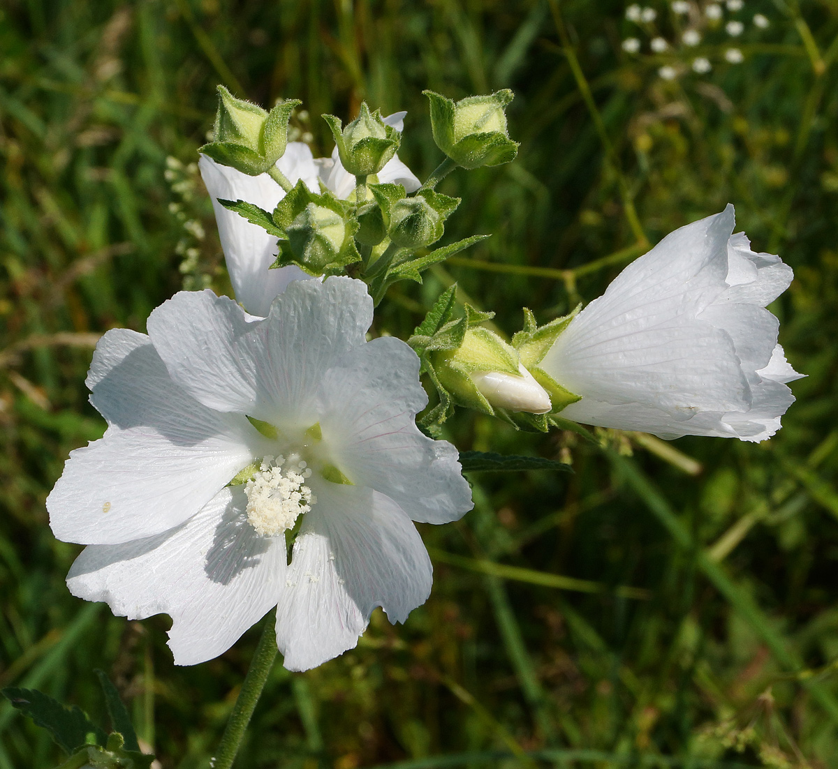 Image of Malva thuringiaca specimen.