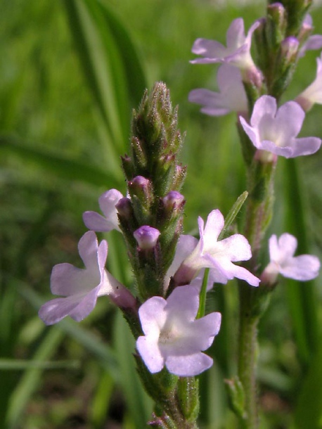 Изображение особи Verbena officinalis.