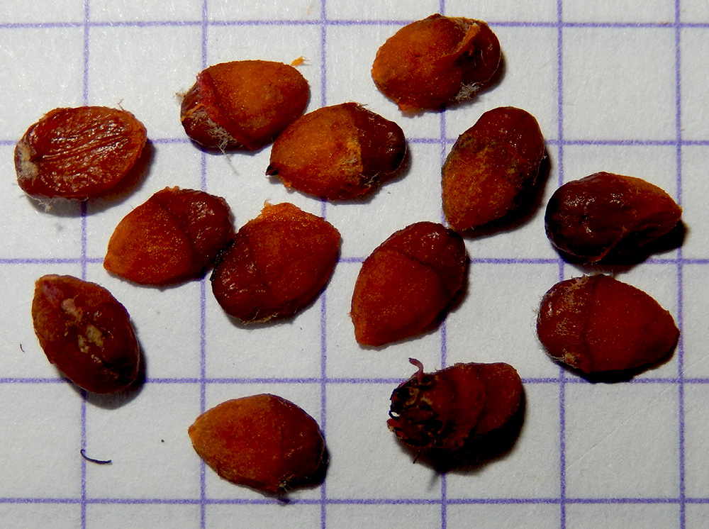 Image of Cotoneaster suavis specimen.