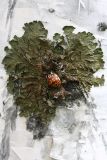 Melanohalea olivacea