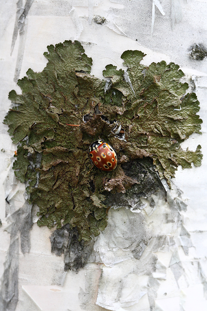 Image of Melanohalea olivacea specimen.