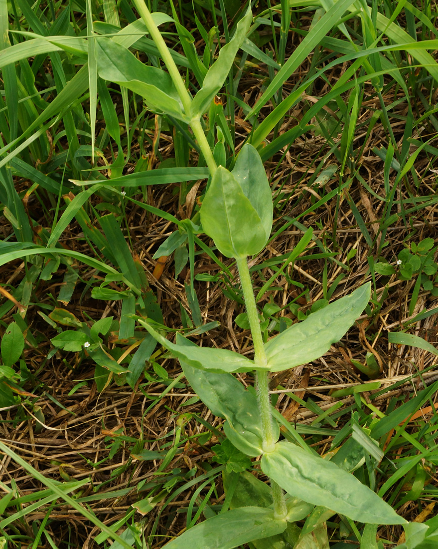 Image of Cerastium davuricum specimen.