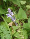 Scutellaria altissima